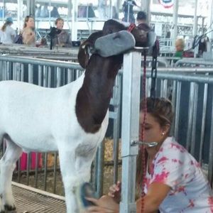 Meet your Posher, Morgan